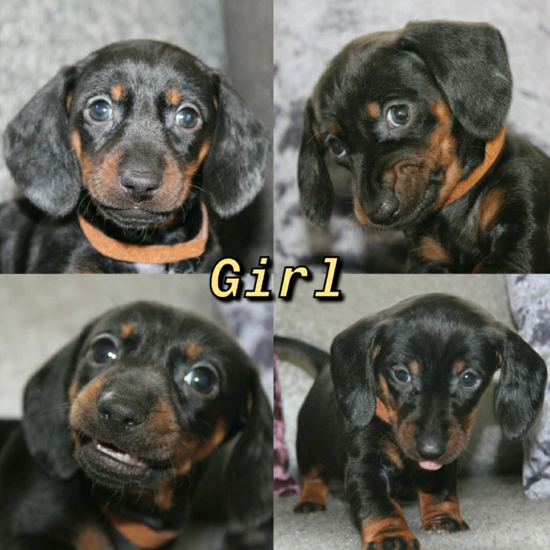 sausage dog gumtree